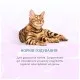 Консервы для кошек Optimeal Beauty Harmony полосатый тунец в желе с водорослями 70 г (4820215366236)