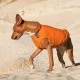 Жилет для тварин Pet Fashion E.Vest М помаранчевий (4823082424313)
