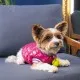 Бомбер для тварин Pet Fashion Grace S (4823082430161)