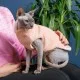 Светр для тварин Pet Fashion CAT М персик (4823082429691)