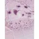 Средство для мытья пола Yope French Lavender Natural Floor Cleaner 1 л (5906874565063)