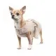 Сукня для тварин Pet Fashion Miya S (4823082434480)