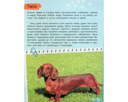 Книга Мініенциклопедія. Хатні улюбленці Vivat (9789669827241)