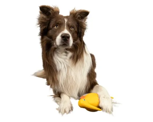 Іграшка для собак Kiwi Walker Птах ківі 13.5 см помаранчева (8596075000011)
