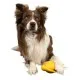 Іграшка для собак Kiwi Walker Птах ківі 13.5 см помаранчева (8596075000011)